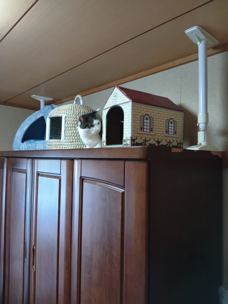 別の部屋のテンスの上にいる愛猫てんの写真