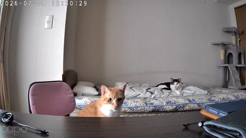 ペットカメラを見つめる愛猫てんとゆずの写真